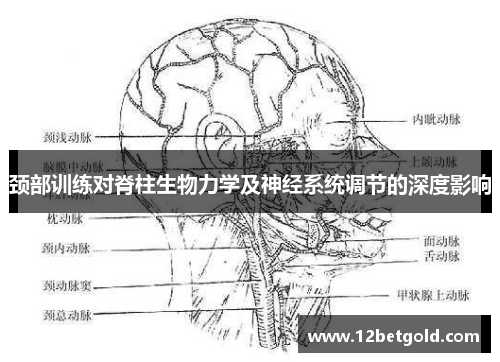 颈部训练对脊柱生物力学及神经系统调节的深度影响